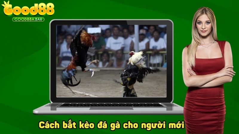 Cách bắt kèo đá gà hiệu quả cho người mới tham gia