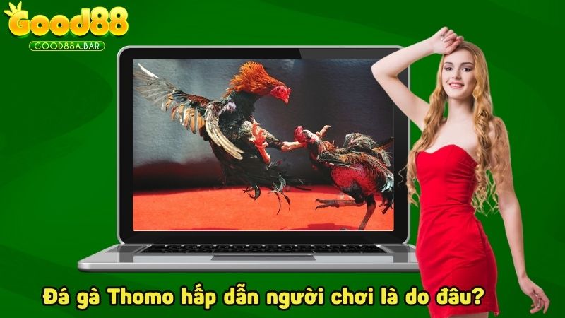 Đá gà Thomo hấp dẫn người chơi là do đâu?