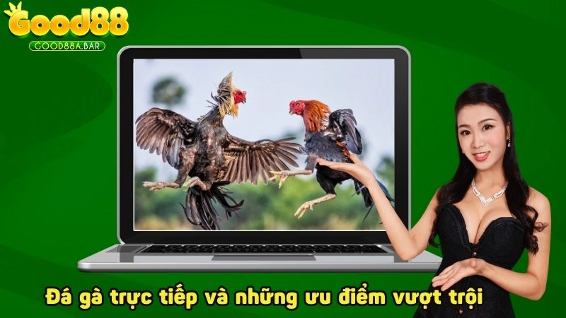 Đá gà trực tiếp và những ưu điểm vượt trội