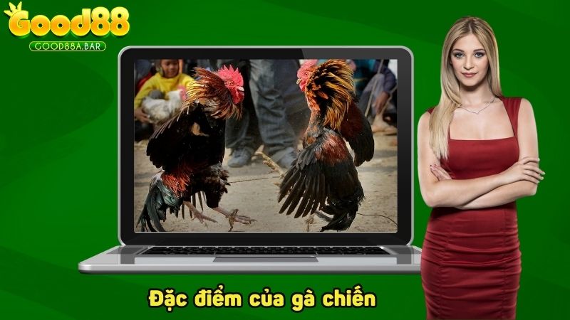 Xem xét kỹ lưỡng đặc điểm gà chiến khỏe mạnh hay không