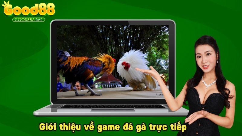 Giới thiệu về game đá gà trực tiếp