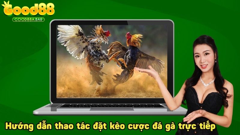 Hướng dẫn thao tác đặt kèo cược đá gà trực tiếp 