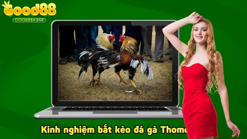 Kinh nghiệm bắt kèo đá gà Thomo là gì?