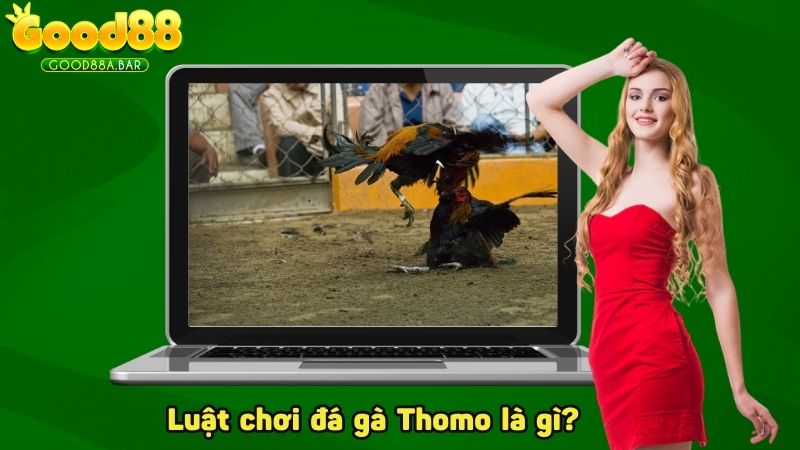 Luật chơi đá gà Thomo là gì?